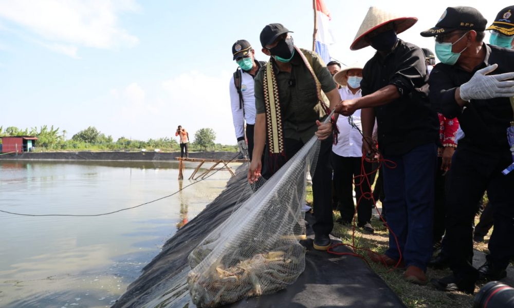 Eksportir dan Asosiasi Pengusaha Udang Diminta Bersatu Hadapi Tuduhan Dumping dari Amerika Serikat