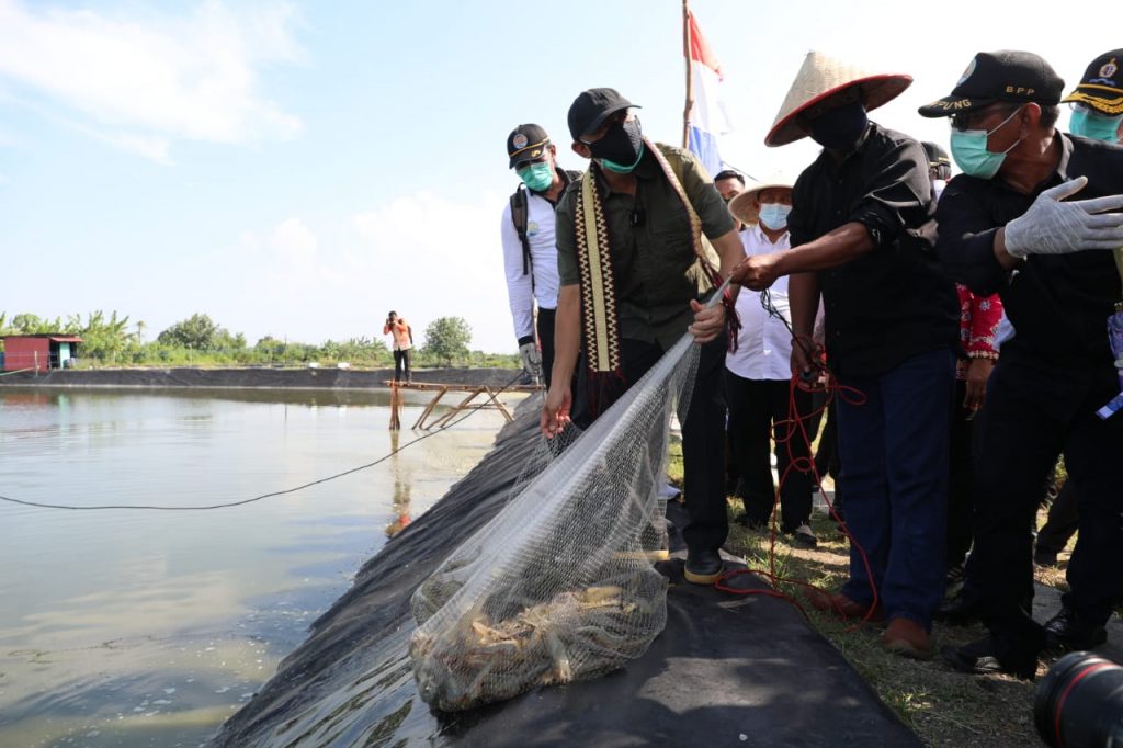 Eksportir dan Asosiasi Pengusaha Udang Diminta Bersatu Hadapi Tuduhan Dumping dari Amerika Serikat