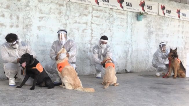 Militer India Latih Anjing Pelacak Deteksi Orang Terinfeksi Covid-19