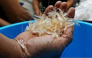 Aparat Gabungan Gagalkan Penyelundupan Puluhan Ribu Benih Lobster dari Bandara Soetta