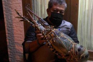 Unggah Foto Lobster Raksasa, Fahri Hamzah Disemprot Susi Pudjiastuti