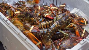 KKP Targetkan Indonesia Kuasai 50 Persen Pasar Lobster Global di 2024