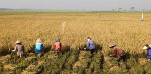 Sejahterakan Petani, Kementan Harapkan Bulog Serap Penuh Panen Padi Petani