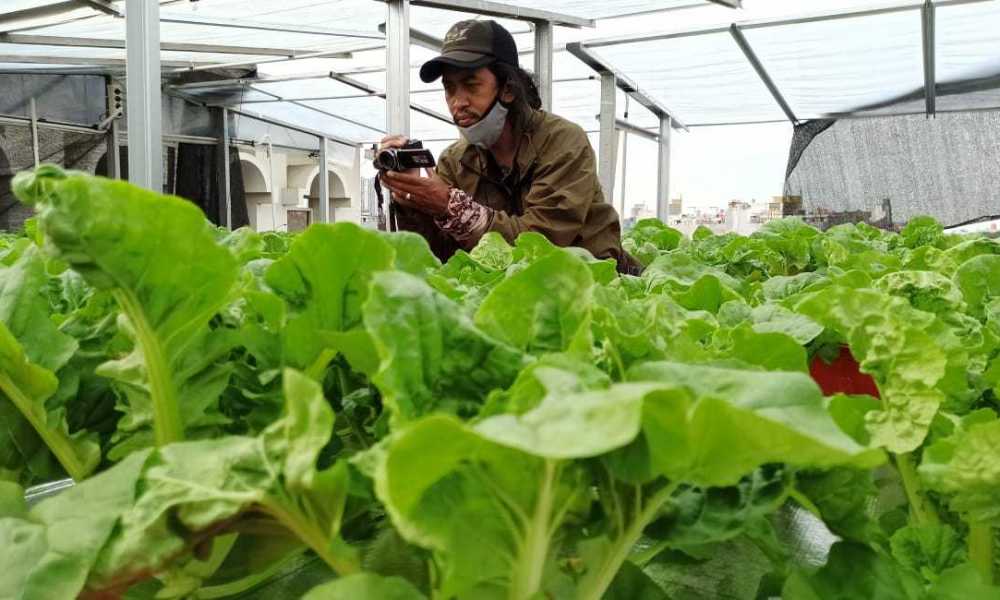 Luar Biasa, Lantai Atap Dijadikan Lahan Bercocok Tanam
