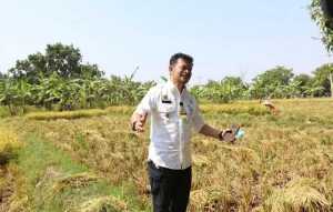 Kata Mentan, Petani Indonesia Bertambah 8 Juta Orang karena Pandemi Covid