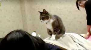Puluhan Kucing di Polandia Diklaim Positif Influenza