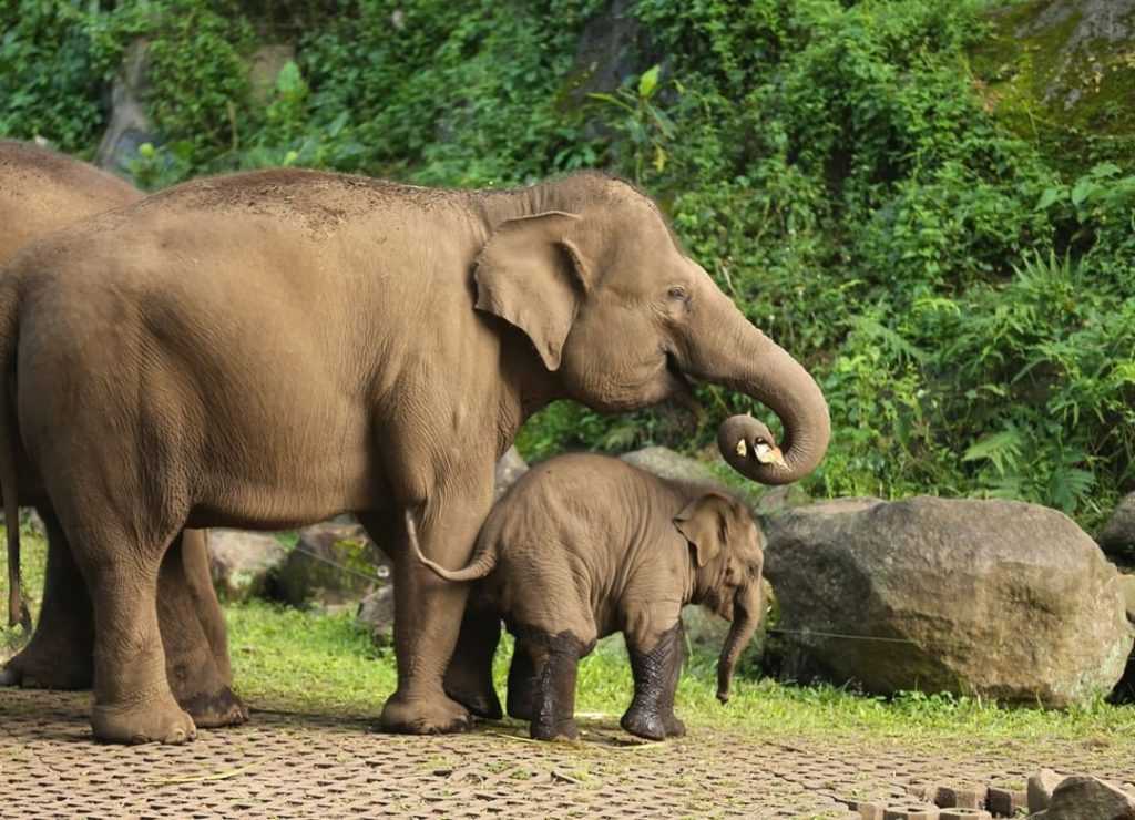 Gegara Gajah Liar Merusak Tanaman, Petani di Aceh Jaya Khawatir Gagal Panen