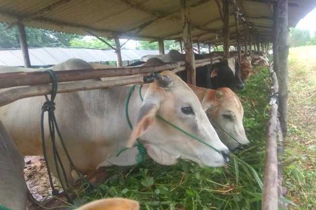 Dinas Pertanian PPU Intensif Pantau 1000 Ekor Sapi