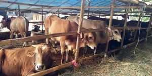Jelang Idul Adha, Pedagang Sapi Kurban di Limbangan Sepi Pembeli