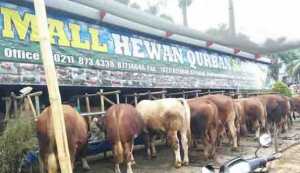 Hewan yang Dikurbankan di Mukomuko Dipastikan Sehat