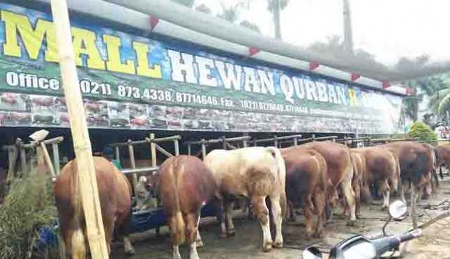 Hewan yang Dikurbankan di Mukomuko Dipastikan Sehat