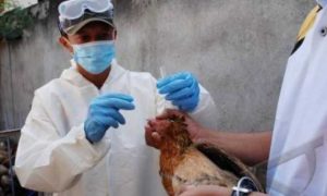 Pantai Gading Dilanda Wabah Flu Burung H5N1