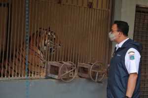 Anies Kunjungi Dua “Pasien Covid” di Taman Margasatwa Ragunan
