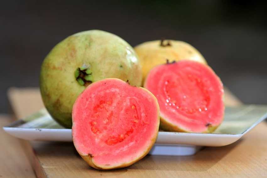 Jus Jambu
