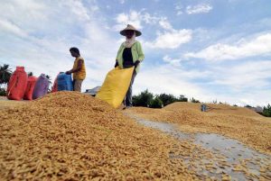 Banjir Jateng Dinilai Tak Pengaruhi Target Produksi Gabah
