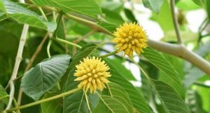 Ahmad Doli Pertanyakan Mengapa Potensi Kratom Baru Disorot Sekarang