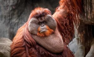 Waduh! Tiga Spesies Orangutan di Indonesia Terancam Punah