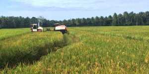 Selama Tak Ada Anomali Cuaca, Kemarau Tahun Ini Masih Aman untuk Produksi Pangan