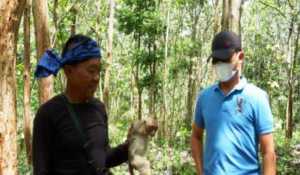Suku Baduy di Yogyakarta Diminta Tangkap Kera Ekor Panjang