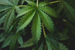 Pemilik Ladang Ganja 1,5 Hektar di Hutan Lindung Bukit Balai Masih Misterius