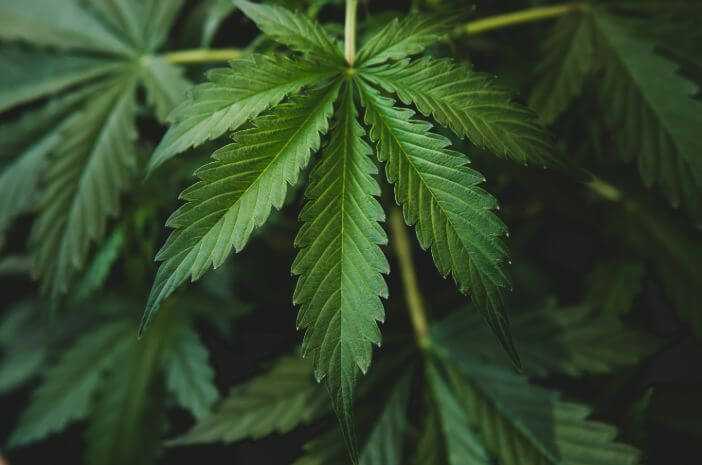 Italia Ingin Legalkan Ganja Tahun Depan