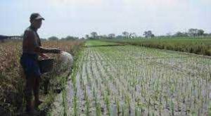 Stok Pupuk Subsidi di Sulsel Aman Hingga Maret 2022