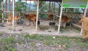 Pemkab Matim Anggarkan Dana Miliaran Bantuan Ternak, PPK: Ternak Kambing Belum di Salurkan Semua