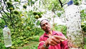 Hama Lalat Serang 4 Desa  di Kabupaten Aceh Barat