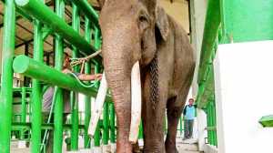 Gajah Jinak di Taman Nasional Way Kambas Sakit