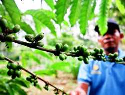 Petani di Tapin Kembangkan Kopi Arabika dan Robusta