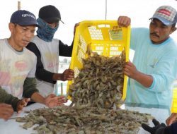 Makan Ikan Secara Langsung Lebih Baik Ketimbang Dimakan Secara Olahan