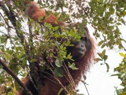 Akibat Kebakaran Lahan, Habitat Orang Utan Terancam 