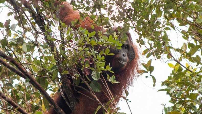 Akibat Kebakaran Lahan, Habitat Orang Utan Terancam 