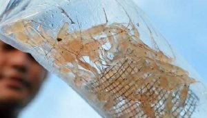 Penyelundupan 350 Ribu Benih Lobster di Curug Banten Digagalkan