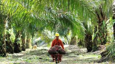 Pencurian Sawit