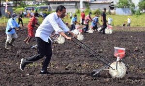 Jokowi Ingin Sorong Jadi Produsen Komoditas Pertanian di Indonesia Timur