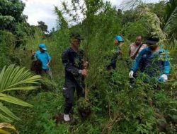 BNN Musnahkan 3,5 Hektare Ladang Ganja di Aceh Besar