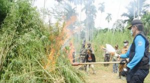 BNN Musnahkan 4 Hektar Ladang Ganja di Aceh Utara