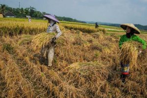 Pemuda Sambas Kalbar Diminta Tak Malu untuk Bertani