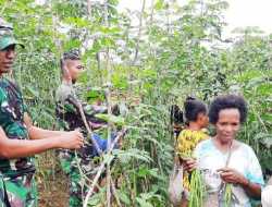 Satgas Pamtas Panen Kacang Panjang Bersama Warga di Perbatasan RI-PNG