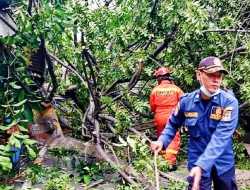 Batang Pohon Kedongdong Timpa Warga Kelurahan Karet Tengsin Tanah Abang