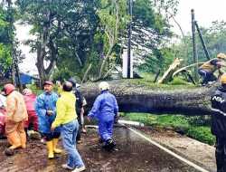 Pohon Timpa Warung Akibat Diguyur Hujan Lebat di Batu