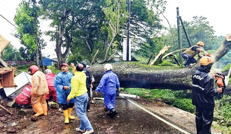Pohon Timpa Warung Akibat Diguyur Hujan Lebat di Batu