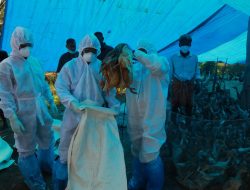 Wabah Flu Burung di Jepang, 143.000 Ekor Ayam Dimusnahkan