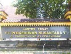 Ketua Koperasi Melarikan Diri, Ratusan Juta Gaji Pekerja Sawit Ditalangi PTPN V