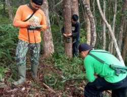 Warga Desa Siraisan Barumun Palas Geger Gegara Harimau Memasuki Perkebunan Karet Penduduk