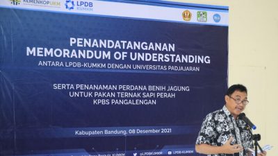 Kembangkan Ekosistem Sapi Perah di KPBS Pangalengan, LPDB-KUMKM Berkolaborasi dengan Unpad