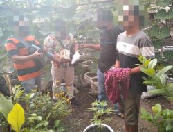 Tanam Ganja Dengan Pot, Pelaku J Diamankan Satuan Narkoba Polres Lombok Tengah
