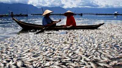 Ratusan Ton Ikan di Danau Maninjau Sumbar Mati Mendadak