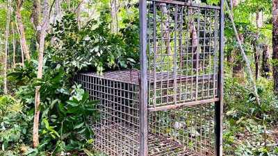 Panthera Tigris Sumatrae Muncul Lagi, Jebakan Dipasang di Desa-desa